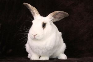 Charity, Adult Female unknown