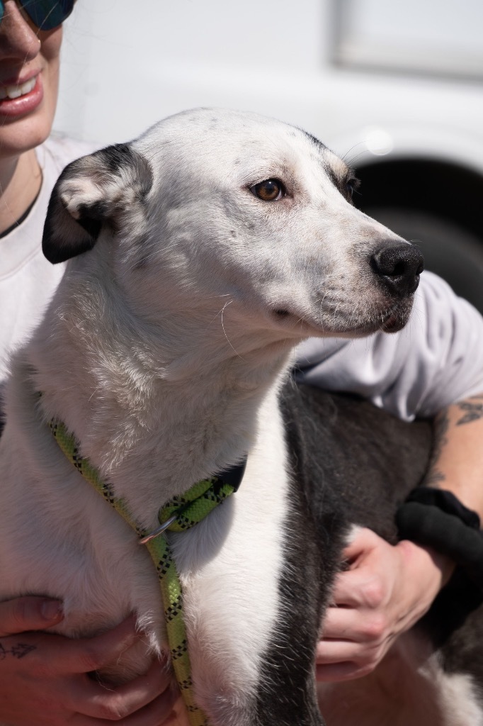 NAOMI, an adoptable Mixed Breed in Dyersburg, TN_image-1