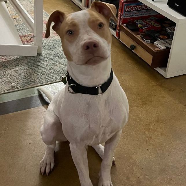 Charlie (Courtesy Post)