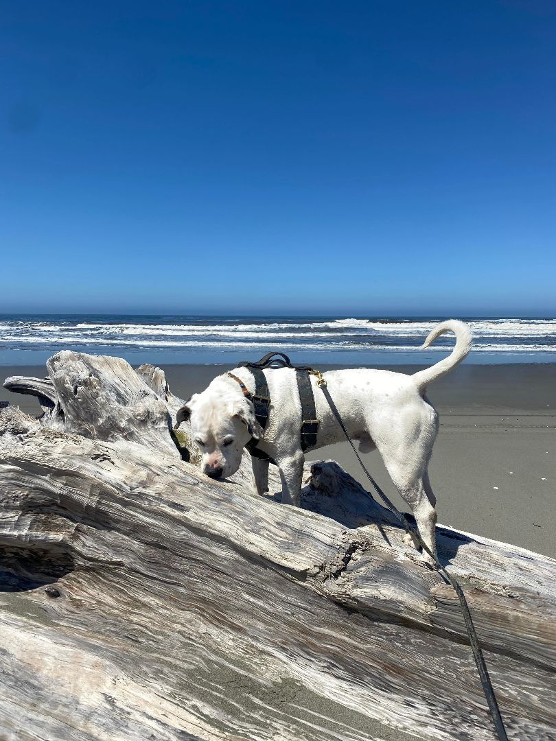 Alfred, an adoptable American Bulldog in Mckinleyville, CA, 95519 | Photo Image 3