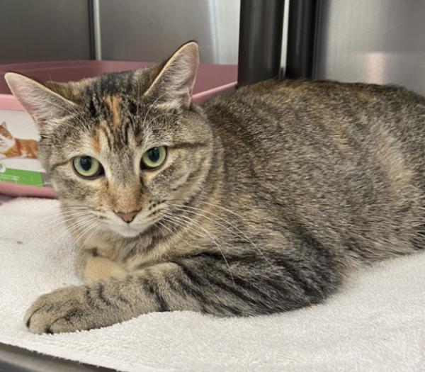 Seven, an adoptable Domestic Short Hair in Sandy, UT, 84070 | Photo Image 1