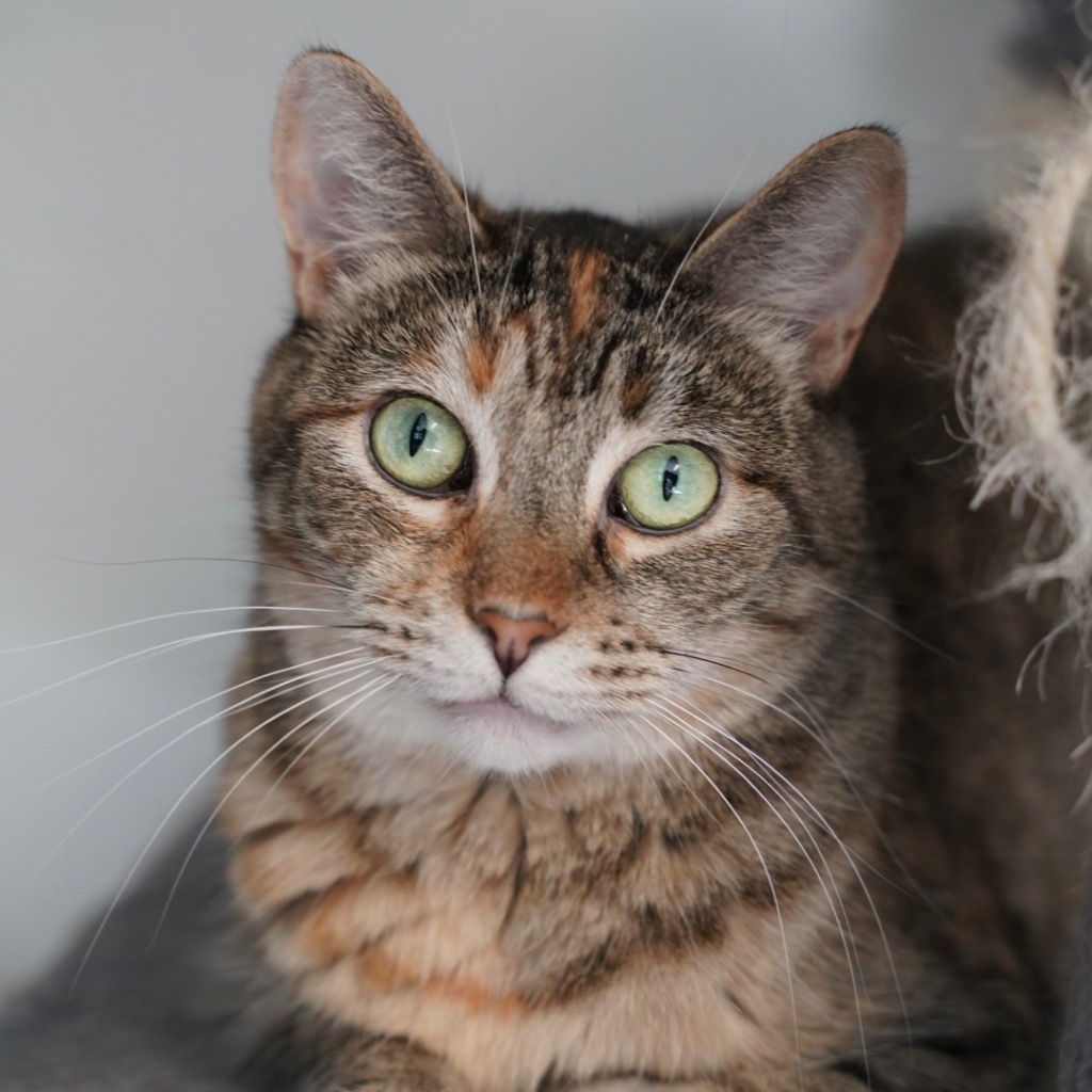 Seven, an adoptable Domestic Short Hair in Sandy, UT, 84070 | Photo Image 1