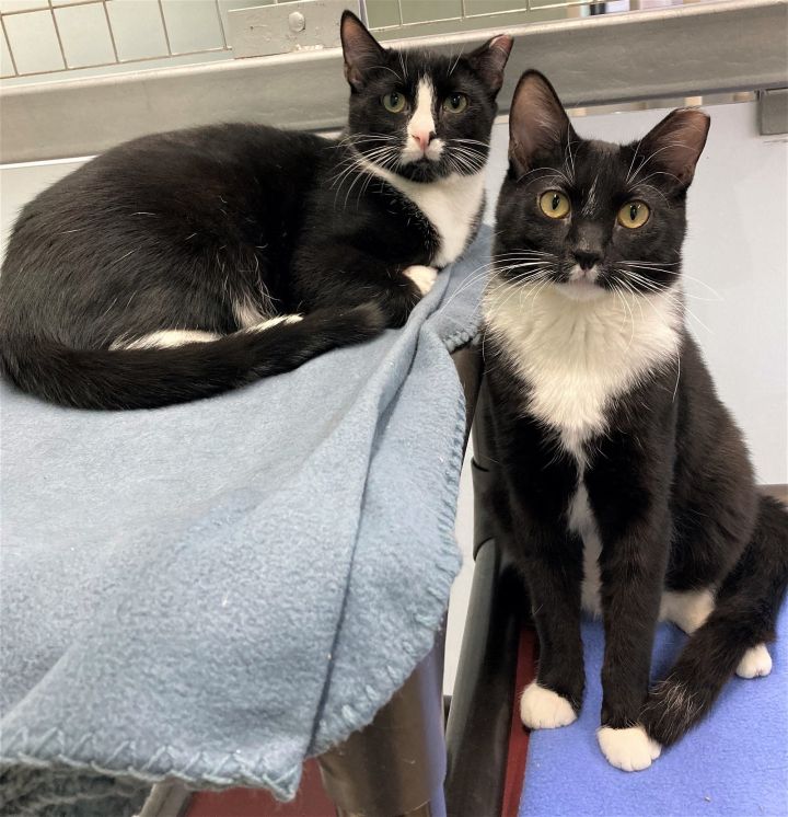 Bailey and Portillo, an adoptable Domestic Short Hair Mix in Skokie, IL_image-1