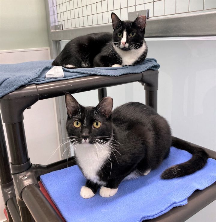 Bailey and Portillo, an adoptable Domestic Short Hair Mix in Skokie, IL_image-2