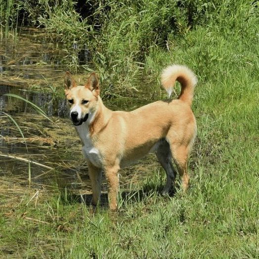 Averie, an adoptable Husky in Lake Odessa, MI, 48849 | Photo Image 3