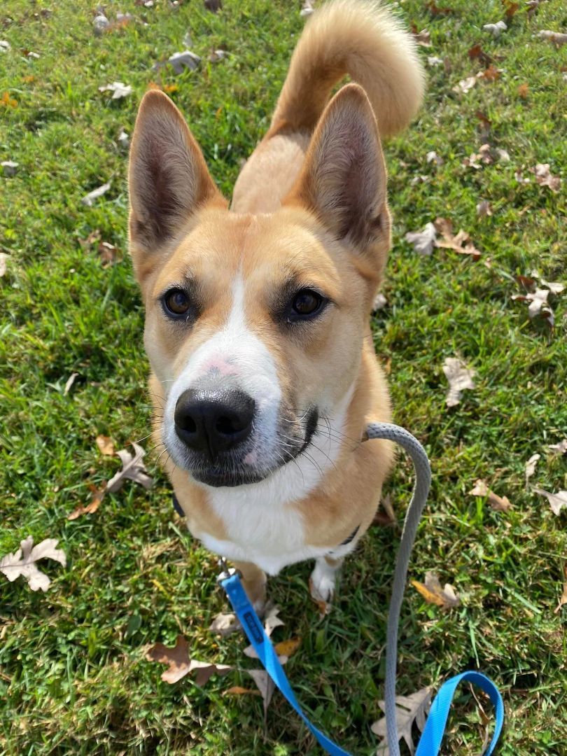 Dog for adoption - Averie, a Husky Mix in Lake Odessa, MI | Petfinder
