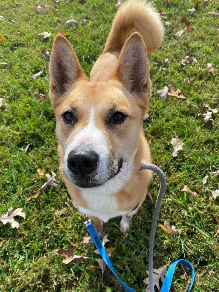 Averie, an adoptable Husky Mix in Lake Odessa, MI_image-1