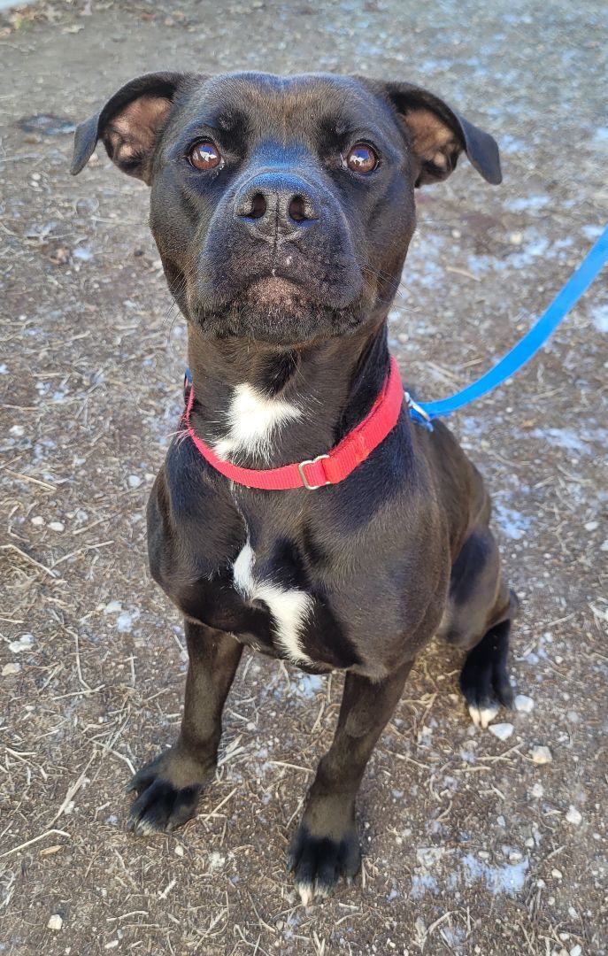 Mae, an adoptable Labrador Retriever & American Staffordshire Terrier Mix in Decatur, IL_image-3