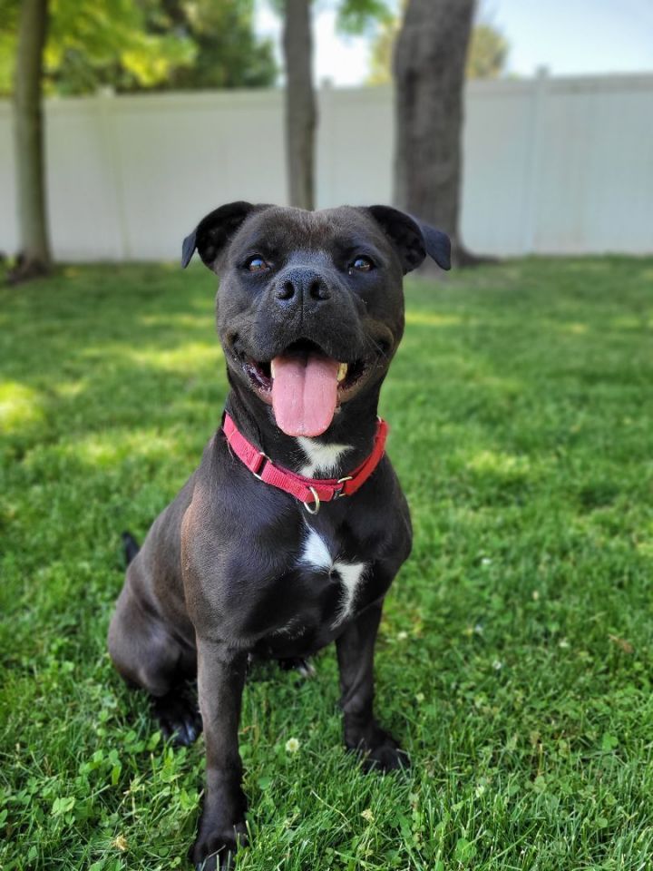 Mae, an adoptable Labrador Retriever & American Staffordshire Terrier Mix in Decatur, IL_image-1