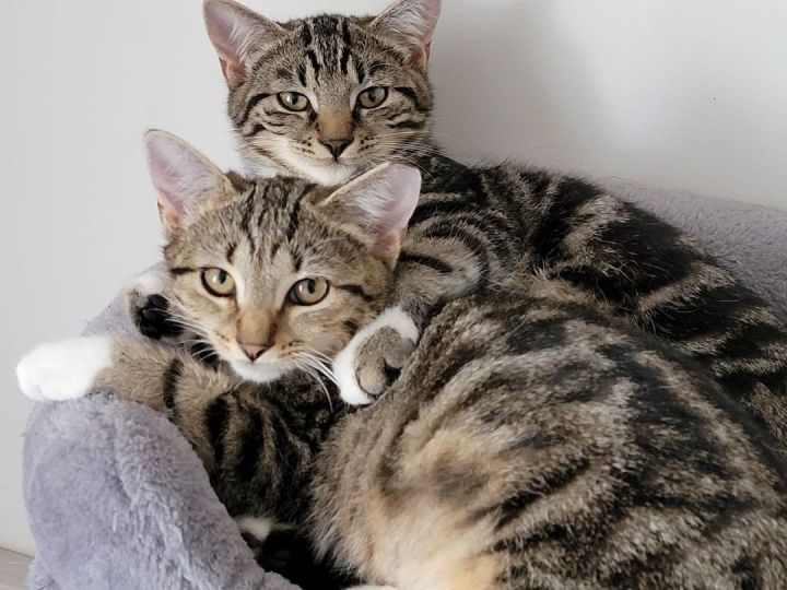 Bonnie & Clyde, an adoptable Domestic Short Hair in Round Hill, VA_image-3
