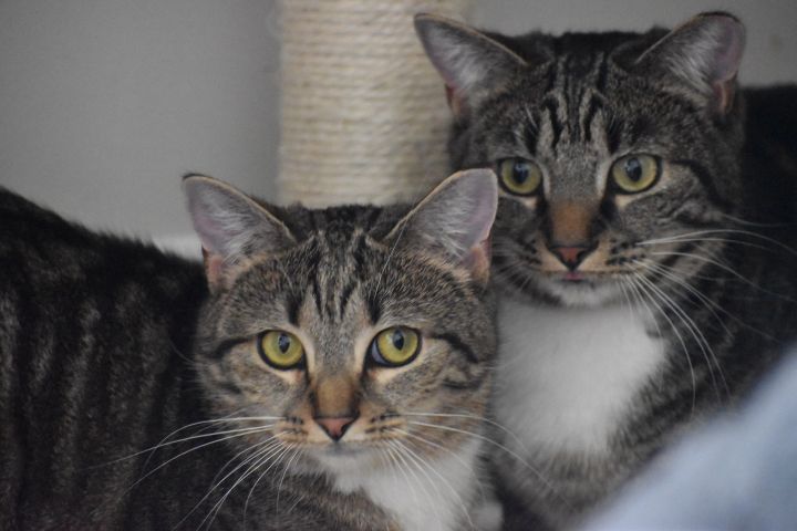 Clyde & Bonnie, an adoptable Domestic Short Hair in Round Hill, VA_image-2
