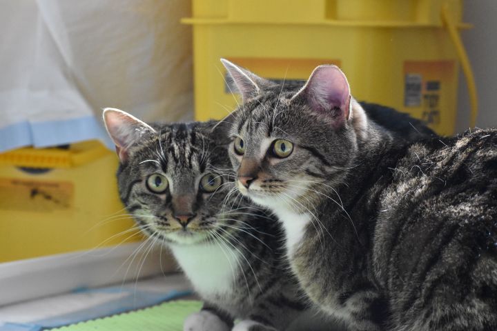 Clyde & Bonnie, an adoptable Domestic Short Hair in Round Hill, VA_image-5