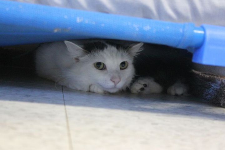Mr. Fluffy(shelter closing) 2