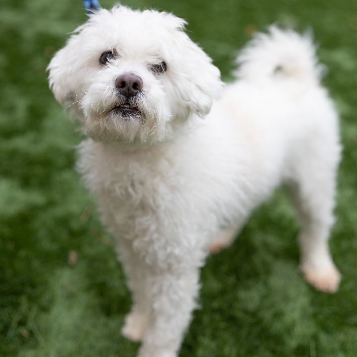 Turkey, an adoptable Poodle Mix in Naperville, IL_image-3