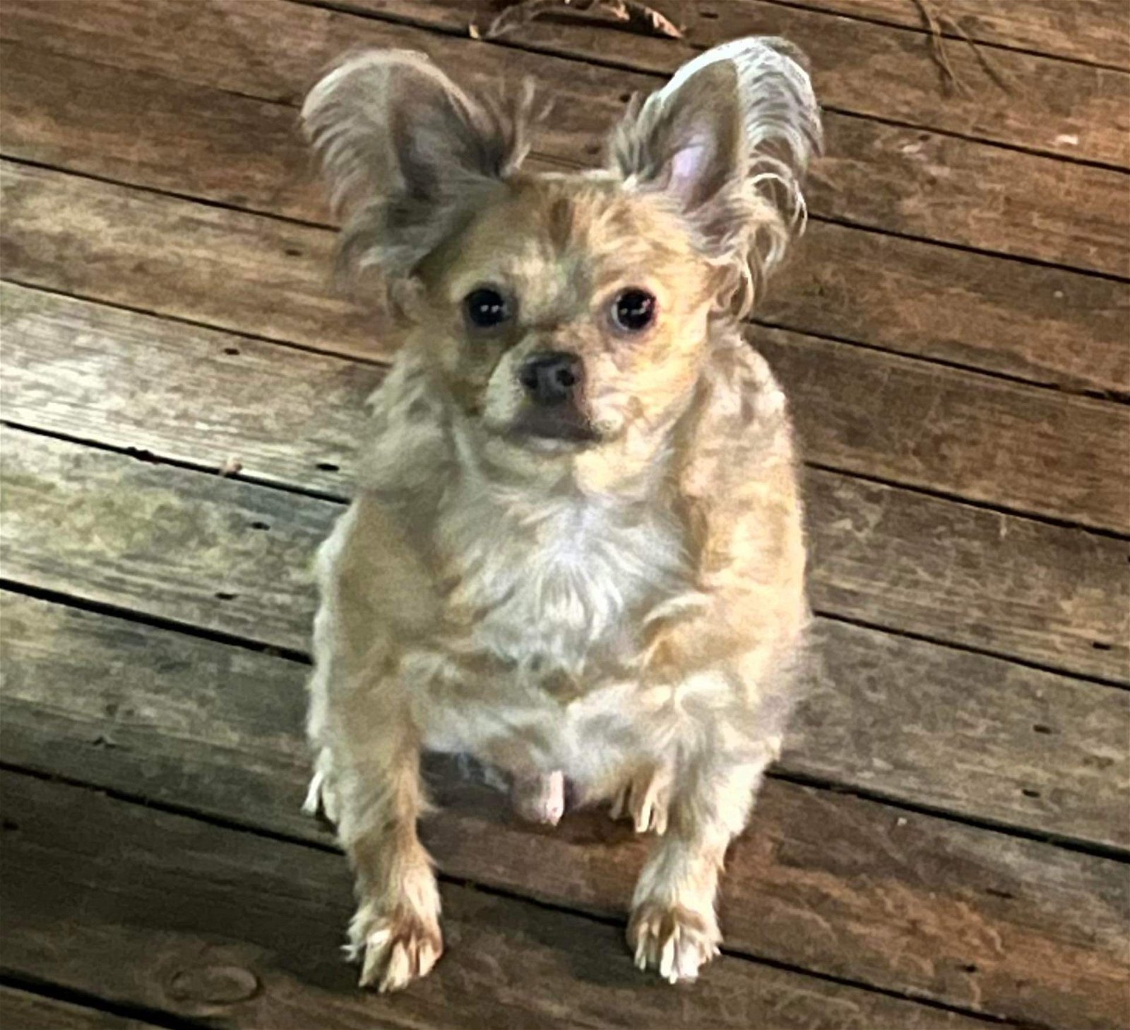 Stoney, an adoptable Chihuahua, Boston Terrier in Texarkana, TX, 75503 | Photo Image 1