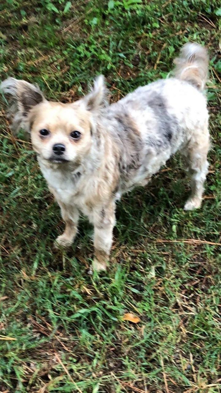 Stoney, an adoptable Chihuahua & Boston Terrier Mix in Texarkana, TX_image-2