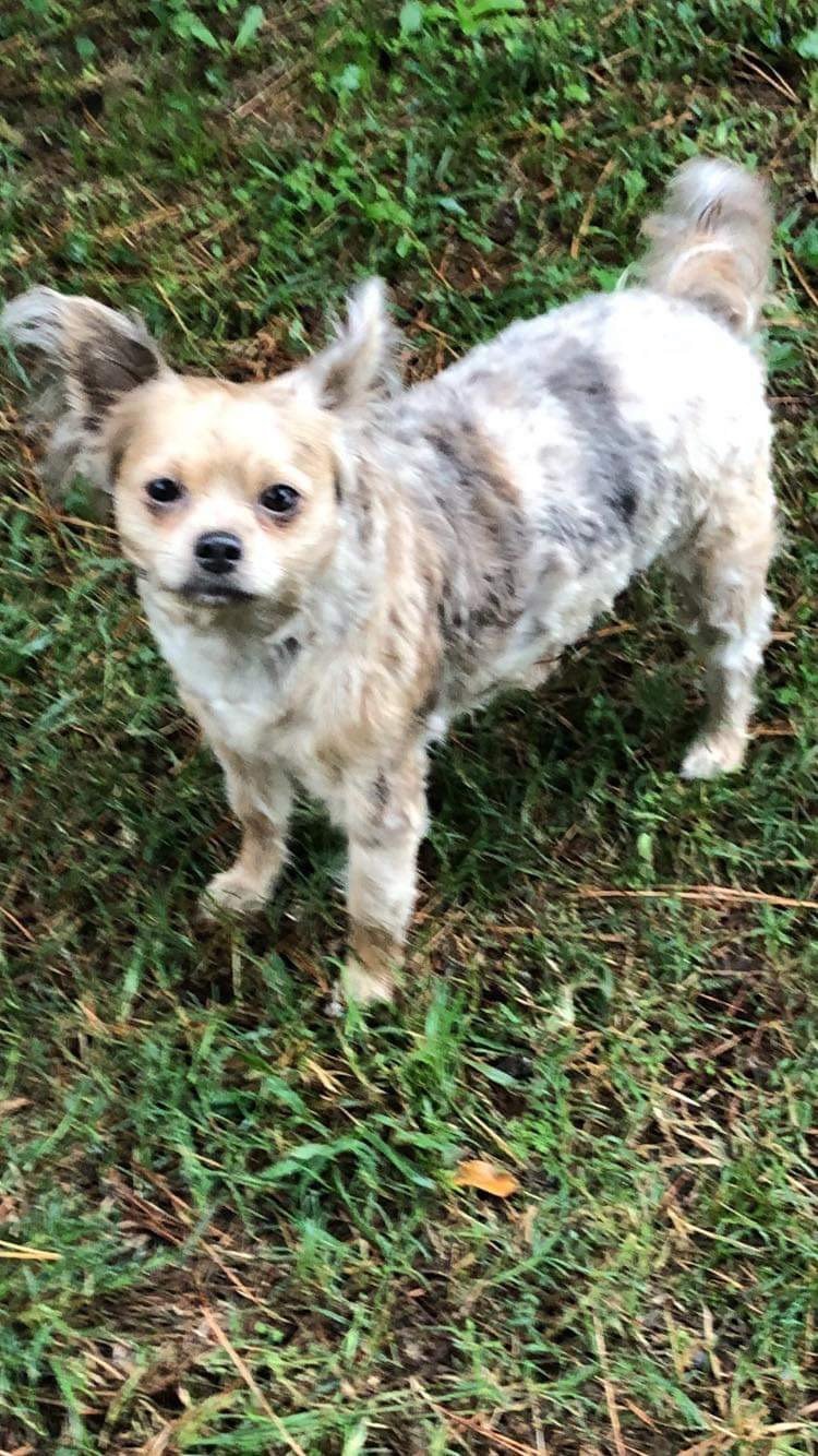 Stoney, an adoptable Chihuahua, Boston Terrier in Texarkana, TX, 75503 | Photo Image 2