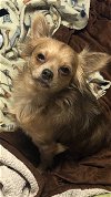 Stoney, an adoptable Chihuahua & Boston Terrier Mix in Texarkana, TX_image-3