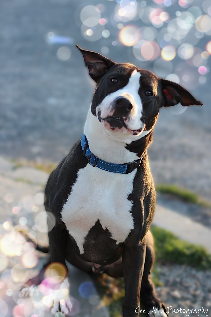 Yoda , an adoptable Terrier Mix in Medford, NY_image-1