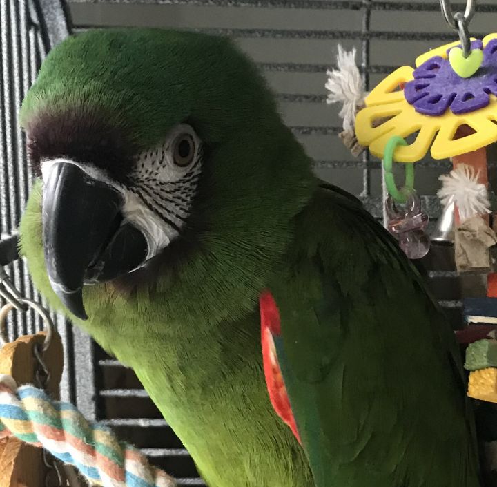 Jake, an adoptable Macaw in Alexander, NC_image-2