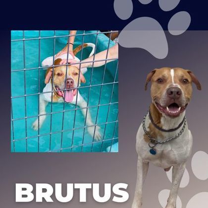 Brutus 2