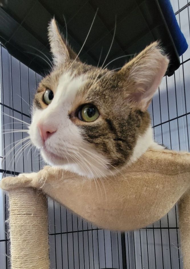 Hammie FIV+