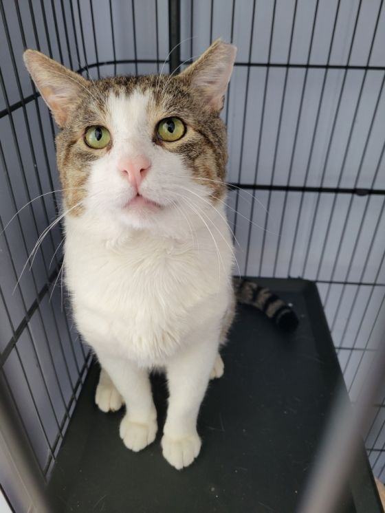 Hammie FIV+ 3