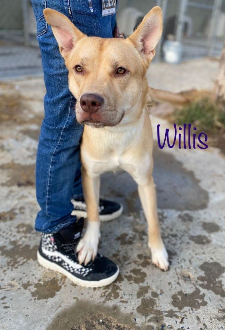 Willis 1