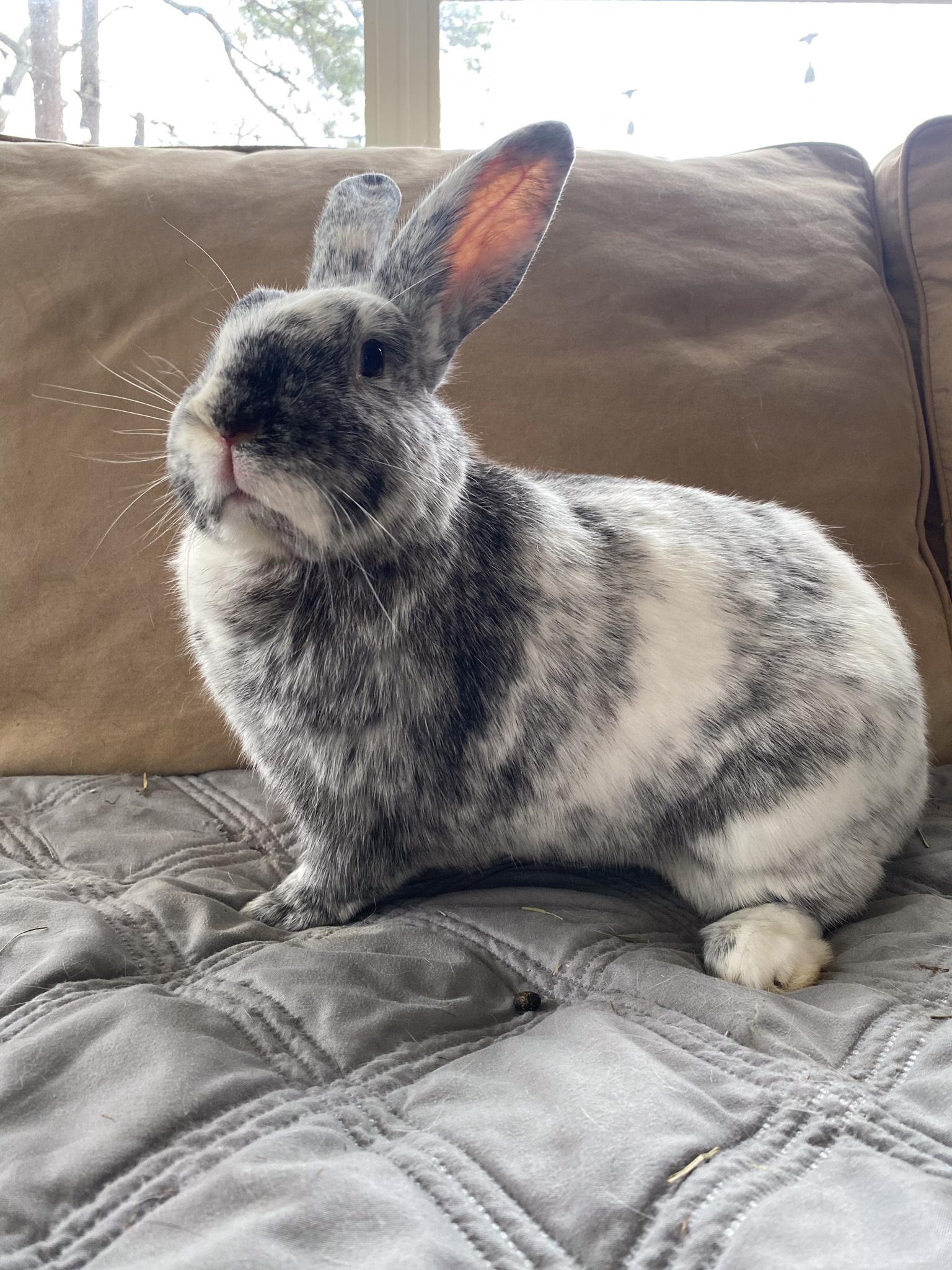 Rabbit for adoption Harley and Maggie, a Harlequin Mix in Birmingham