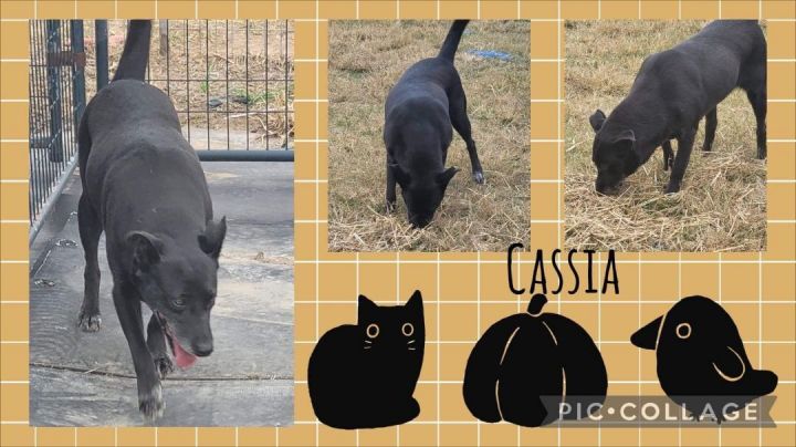 Cassia 1