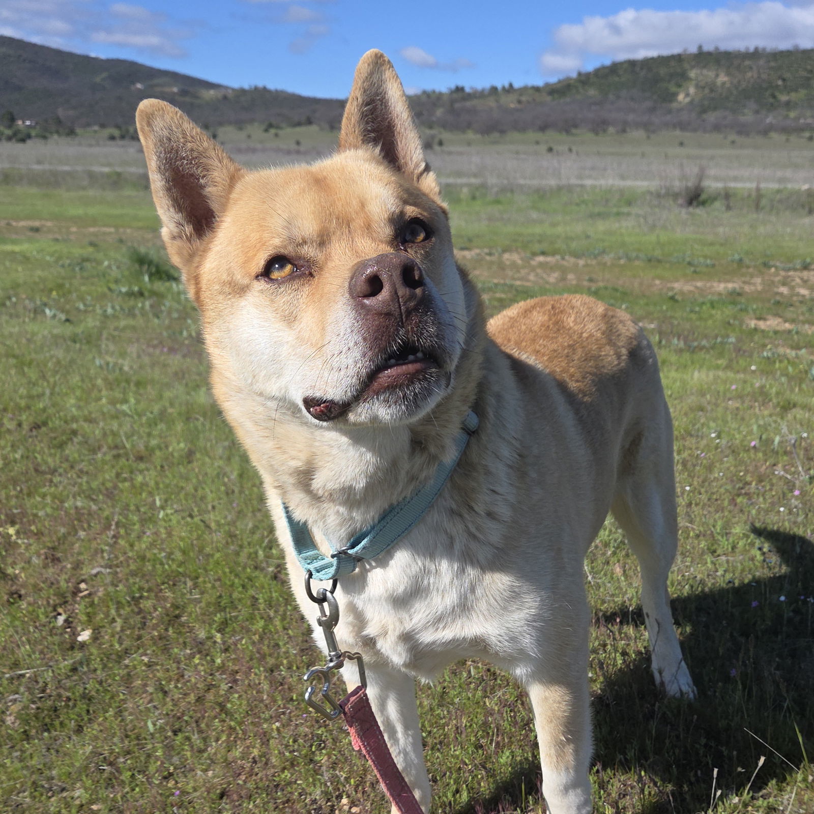 Thornton, an adoptable Shiba Inu, Siberian Husky in Yreka, CA, 96097 | Photo Image 1