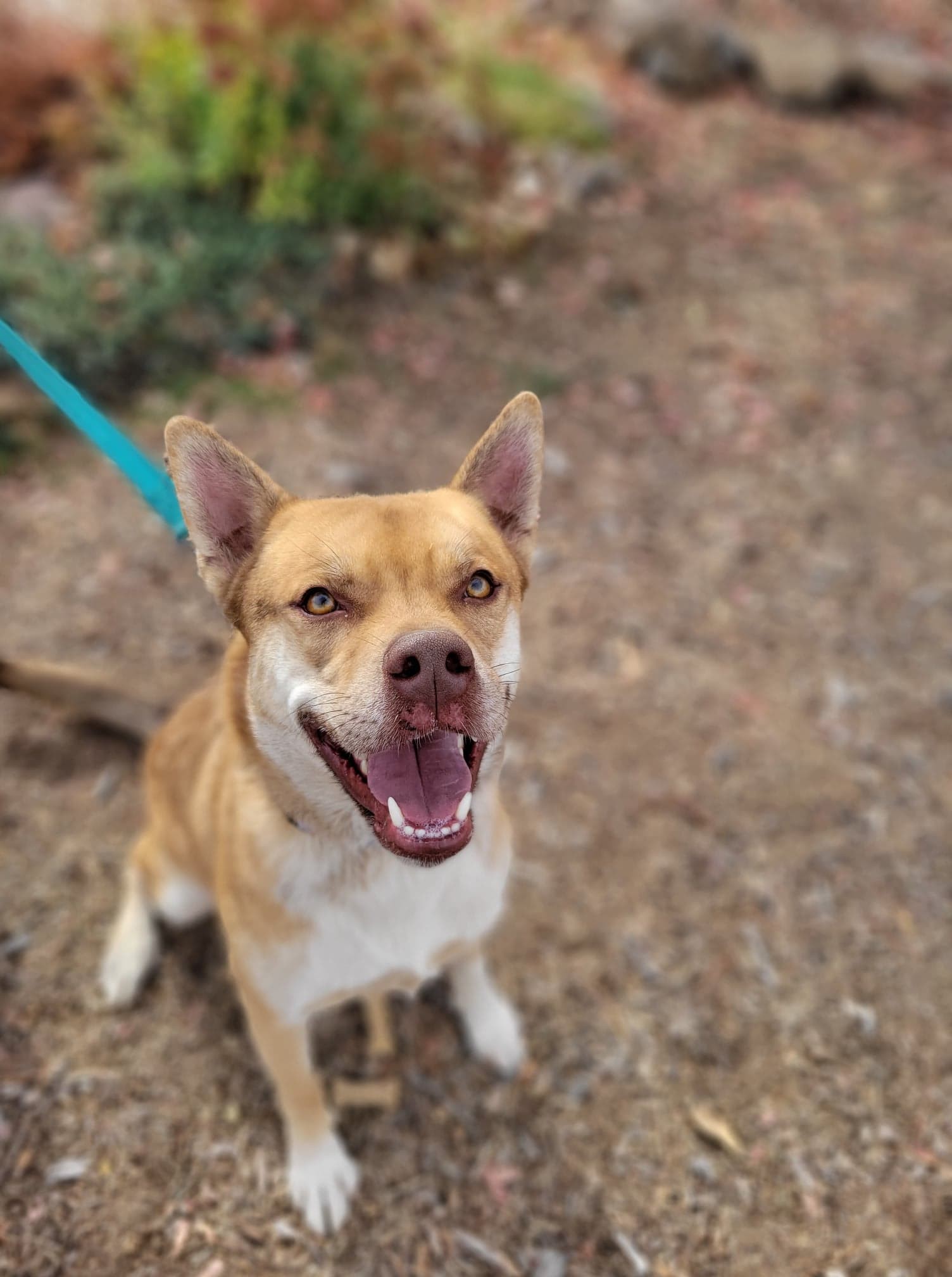 Thornton, an adoptable Shepherd, Siberian Husky in Yreka, CA, 96097 | Photo Image 2