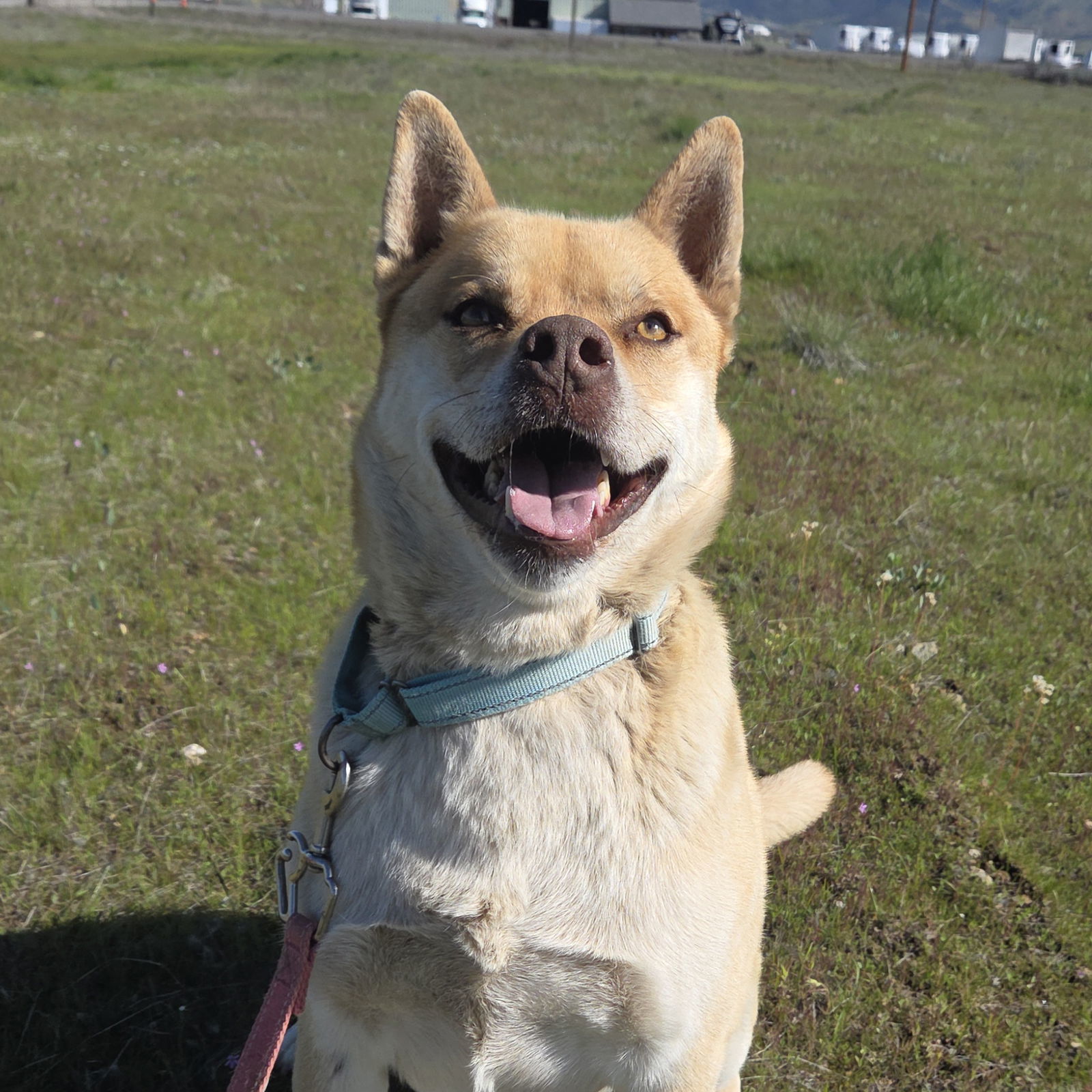 Thornton, an adoptable Shiba Inu, Siberian Husky in Yreka, CA, 96097 | Photo Image 2