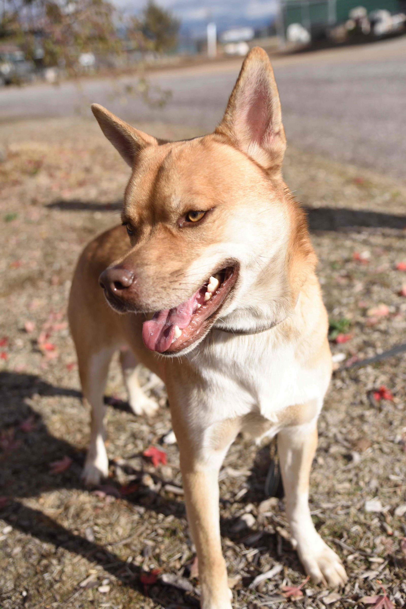 Thornton, an adoptable Shepherd, Siberian Husky in Yreka, CA, 96097 | Photo Image 3