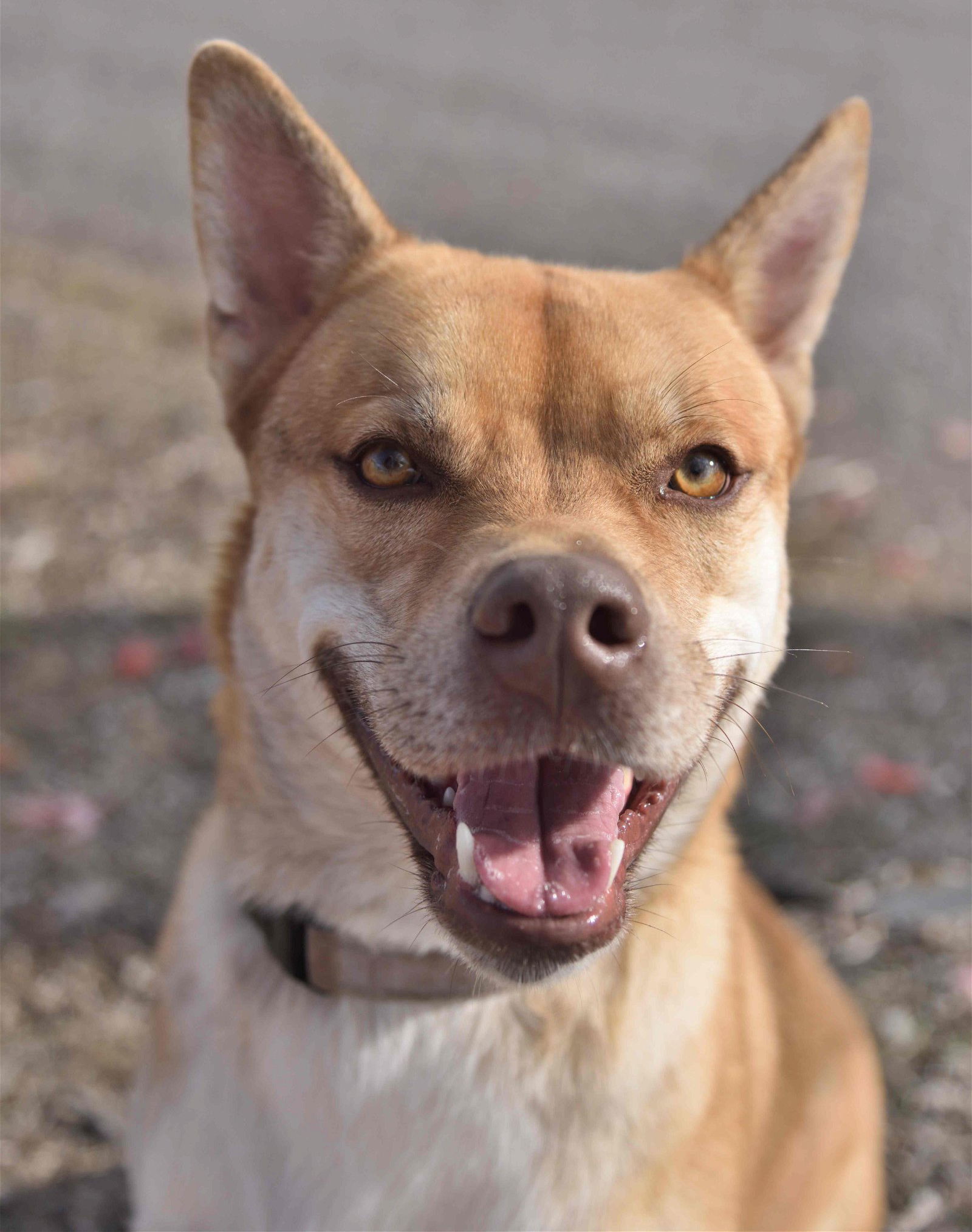 Thornton, an adoptable Shiba Inu, Siberian Husky in Yreka, CA, 96097 | Photo Image 3