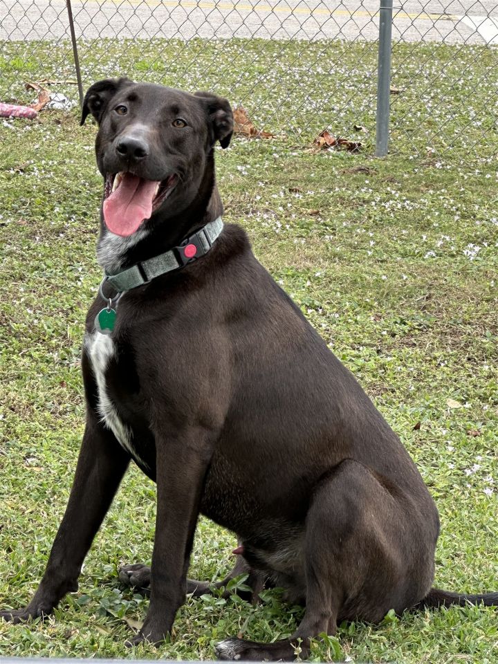 Mac, an adoptable Labrador Retriever & Border Collie Mix in Royal Palm Beach, FL_image-2