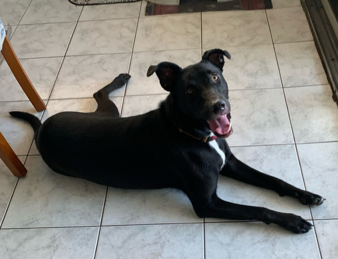 Marty *, an adoptable Border Collie, Pit Bull Terrier in Royal Palm Beach, FL, 33421 | Photo Image 1