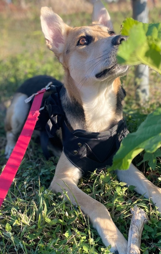 Bambi, an adoptable German Shepherd Dog Mix in Dallas, TX_image-4