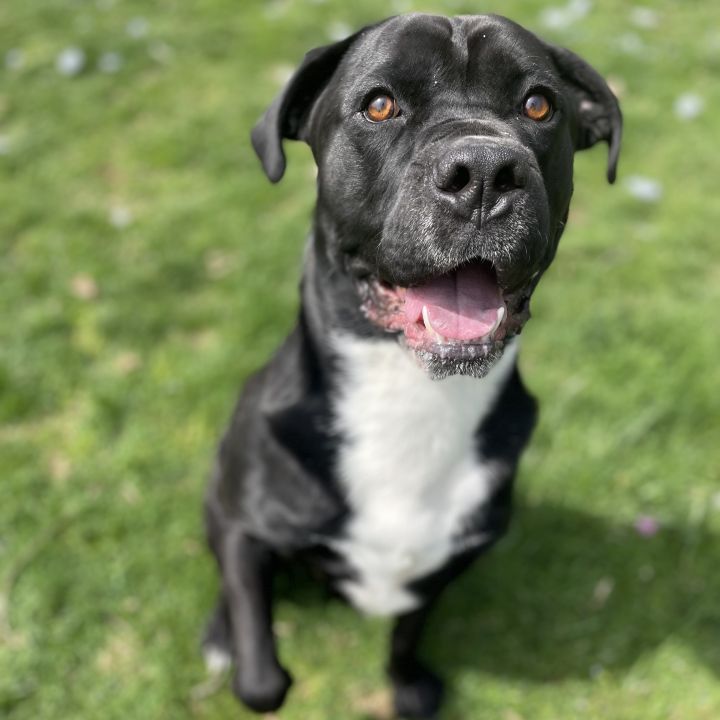 Bosco, an adoptable Cane Corso & Rottweiler Mix in Myerstown, PA_image-5