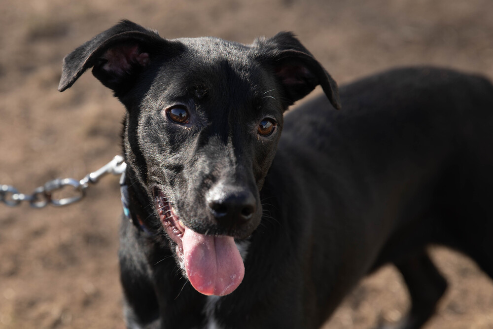 Khloe, an adoptable Border Collie, Hound in South Bend, IN, 46660 | Photo Image 1