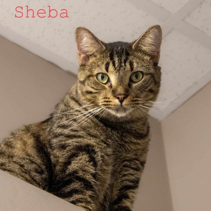 Sheba 2