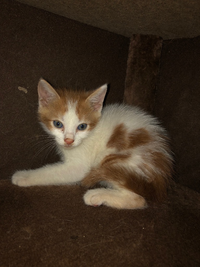 WAYDE, an adoptable Domestic Short Hair in Marianna, FL, 32447 | Photo Image 1