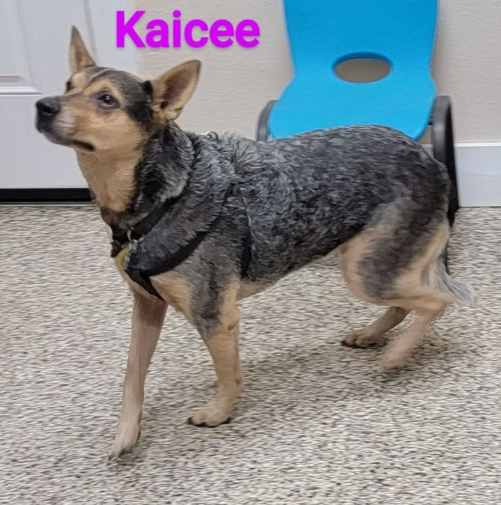 Kaicee, an adoptable Australian Cattle Dog / Blue Heeler Mix in Madras, OR_image-2