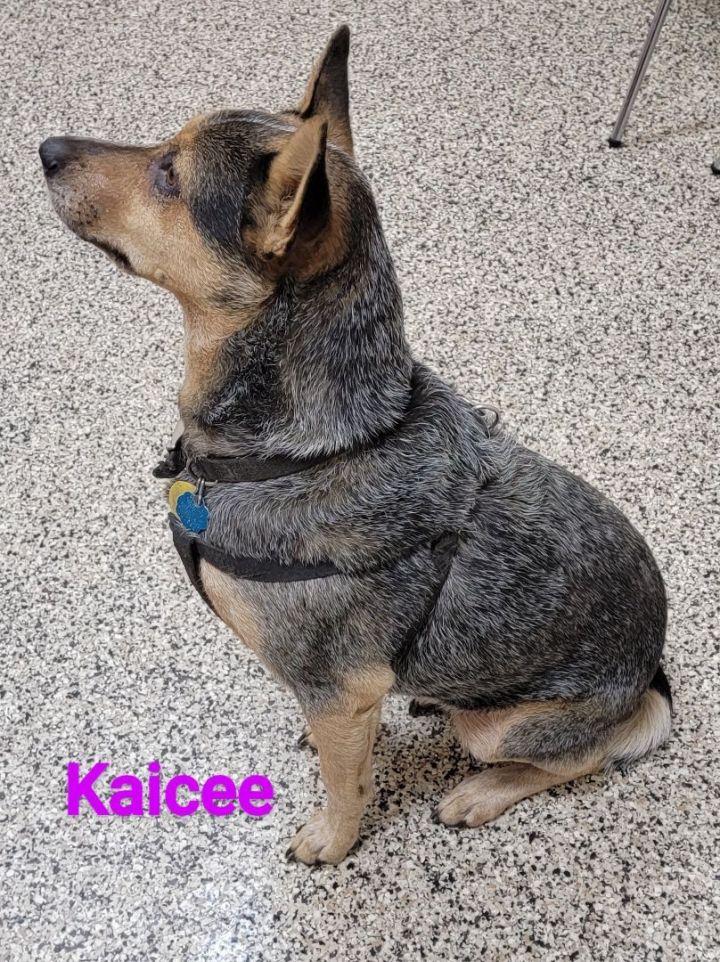 Kaicee, an adoptable Australian Cattle Dog / Blue Heeler Mix in Madras, OR_image-3