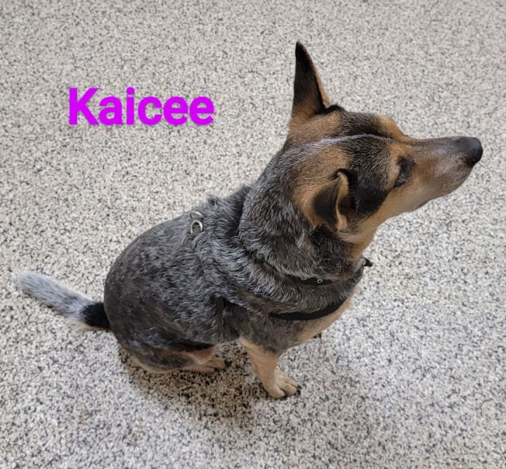 Kaicee, an adoptable Australian Cattle Dog / Blue Heeler Mix in Madras, OR_image-4