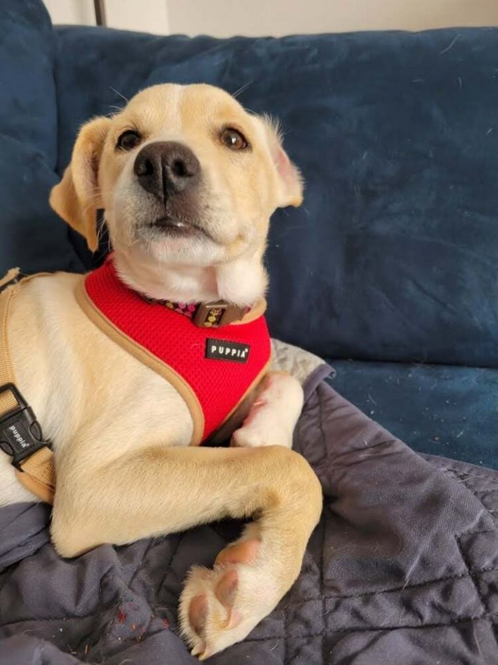 Abbey, an adoptable Labrador Retriever Mix in Armonk, NY_image-2