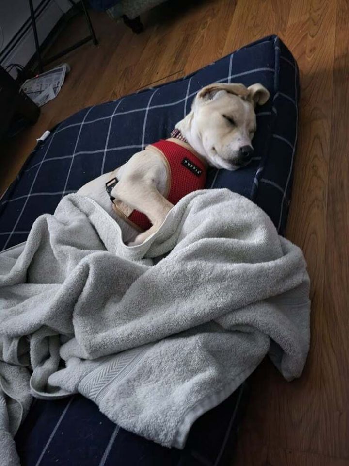 Abbey, an adoptable Labrador Retriever Mix in Armonk, NY_image-5