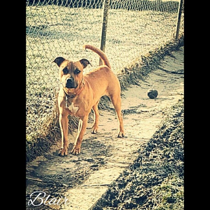 Blair , an adoptable Retriever & Terrier Mix in Altoona, PA_image-2