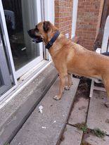 Duke, an adoptable Mastiff & Labrador Retriever Mix in Mississauga, ON_image-2
