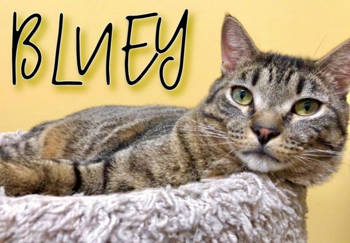 Bluey, an adoptable Domestic Short Hair Mix in Niles, IL_image-1